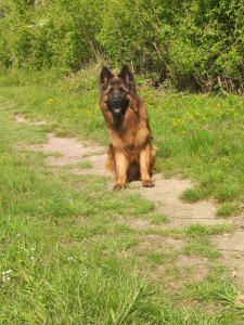 Photo de galerie - Promenade et garde canine 