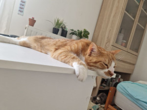 Photo de galerie - Garde de l'adorable Pookie