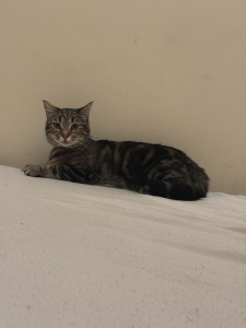 Photo de galerie - Garde chat