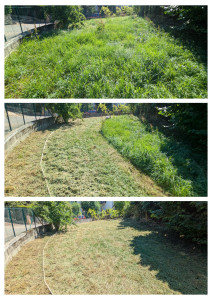 Photo de galerie - Tonte de pelouse - Débroussaillage