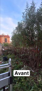 Photo de galerie - Taille de Haie de Laurier Rose ( Nerium oleander) 