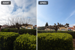 Photo de galerie - Elagage et coupe d'arbres