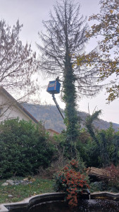 Photo de galerie - Abattage d'un gros sapin 