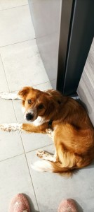 Photo de galerie - Jeune chien en garde chez moi pour un weekend
