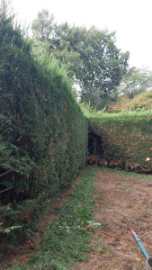 Photo de galerie - Haies 