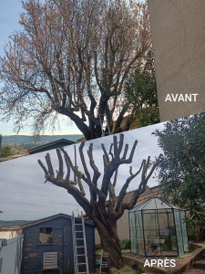 Photo de galerie - Elagage et coupe d'arbres