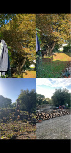 Photo de galerie - Démontage marronnier 