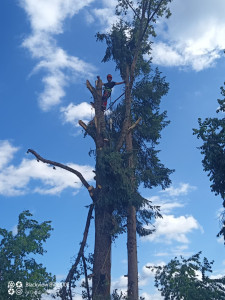 Photo de galerie - Elagage et coupe d'arbres