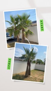 Photo de galerie - ? Petite élagage de palmiers ? 