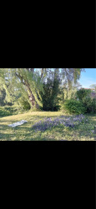 Photo de galerie - Taille de haies et d'arbustes