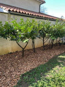 Photo de galerie - Taille de laurier cerise en port naturel