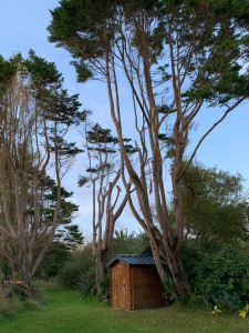 Photo de galerie - Elagage et coupe d'arbres