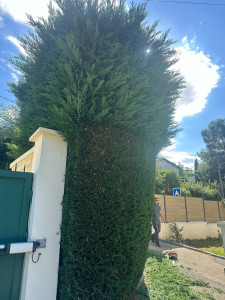 Photo de galerie - Taille de Haie