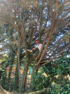 Photo de galerie - Taille de haie 