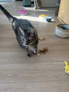 Photo de galerie - Adore les animaux spécialement les chats je suis prête pour vous rendre service en cas de besoin .