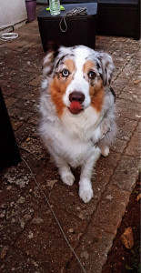 Photo de galerie - Garde d’alpha !