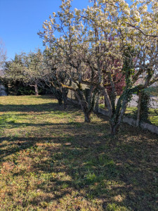 Photo de galerie - Taille de plusieurs arbres et arbustes dans un parc, nettoyage du grillage des friches 