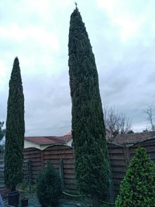 Photo de galerie - Taille de cyprès totem achevée