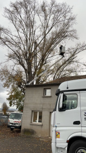 Photo de galerie - Elagage et coupe d'arbres