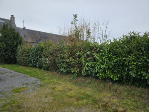 Photo de galerie - Taille de haies et d'arbustes