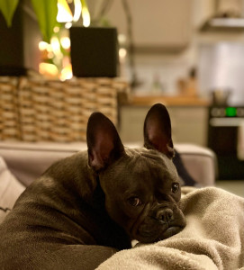 Photo de galerie - Hello, moi c'est Uguette j'ai passé 15 jours chez Delphine, j'ai rencontré Karl et Tom ses carlins, et j'avoue je les ai un peu embêté mais comme ils sont patients et cools, c'était super cette 1ère garde....