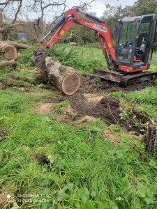 Photo de galerie - Abattage dun arbre