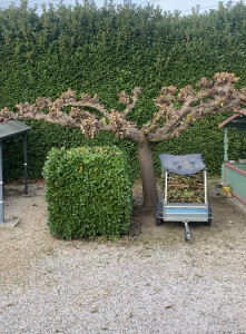 Photo de galerie - Elagage et coupe d'arbres
