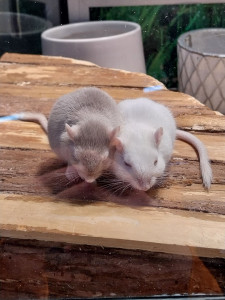 Photo de galerie - Petites Gerbilles