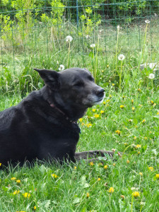 Photo de galerie - Dog-sister, ami des animaux !