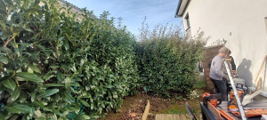 Photo de galerie - Taille de haies et d'arbustes