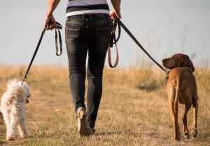 Photo de galerie - Garde chiens à mon domicile lors de vos vacances, je peux aussi les garder lorsque vous partez travailler ou les balader si vous êtes en incapacité de le faire. 