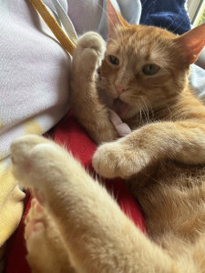 Photo de galerie - Petit chaton 