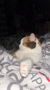 Photo de galerie - Garde chat