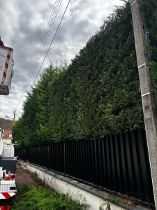 Photo de galerie - Taille de haie cyprès 