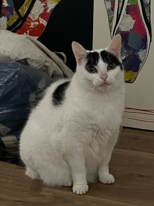 Photo de galerie - Garde chat