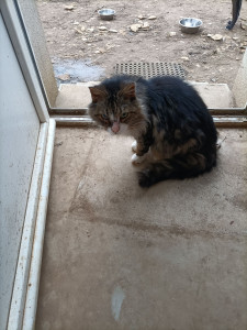 Photo de galerie - Garde chat