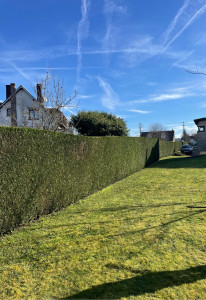 Photo de galerie - Taille d’une haie mono-spécifique (thuyas)