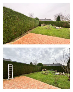 Photo de galerie - Taille de haie 