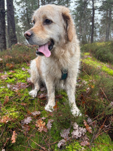 Photo de galerie - Sasska est venue 8 jours à Noël à la maison 