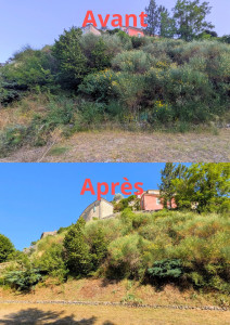 Photo de galerie - Elagage et coupe d'arbres