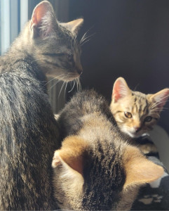 Photo de galerie - Garde de 3 chatons