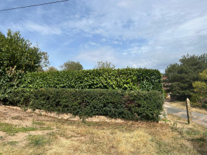 Photo de galerie - Taille haie 