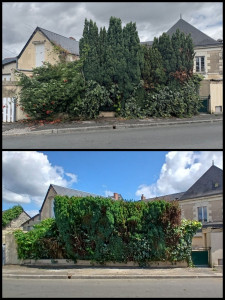 Photo de galerie - Taille de haies et d'arbustes