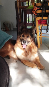 Photo de galerie - Garde chien