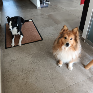 Photo de galerie - Garde chien