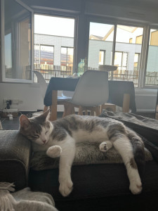 Photo de galerie - Garde chat 