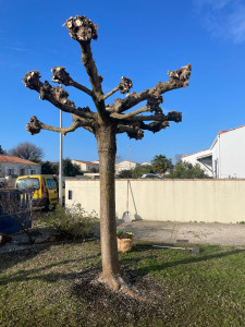 Photo de galerie - Elagage et coupe d'arbres