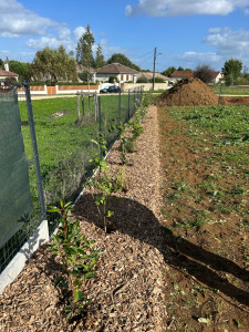 Photo de galerie - Plantation + mise en place de copeaux 