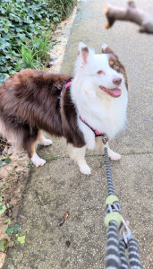 Photo de galerie - Balades avec Themis 