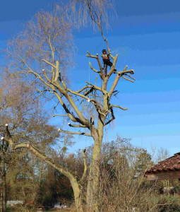 Photo de galerie - élagage abattage d’arbre 